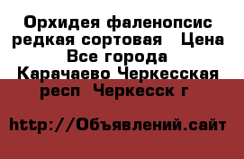 Орхидея фаленопсис редкая сортовая › Цена ­ 800 - Все города  »    . Карачаево-Черкесская респ.,Черкесск г.